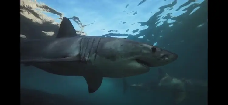 Great white shark (Carcharodon carcharias) as shown in Planet Earth III - Coasts